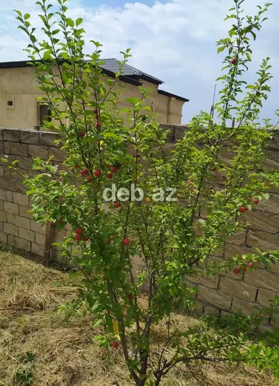 Nağaraxana, 328 kv. m, 4 otaqlı, Hovuzsuz, Kanalizasiya, Kombi, Artezian quyusu — kiçik şəkil 13