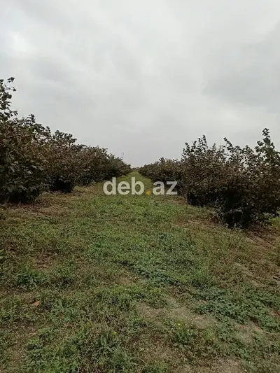 Kənd təsərrüfatı, Mülkiyyətçi, Kupça (Çıxarış) — kiçik şəkil 6