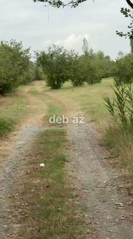 Qəbələdə torpaq — video